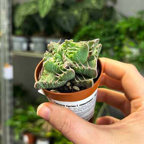 Faucaria tigrina f. monstruosa - Tiger Jaws Succulent - Sprouts of Bristol