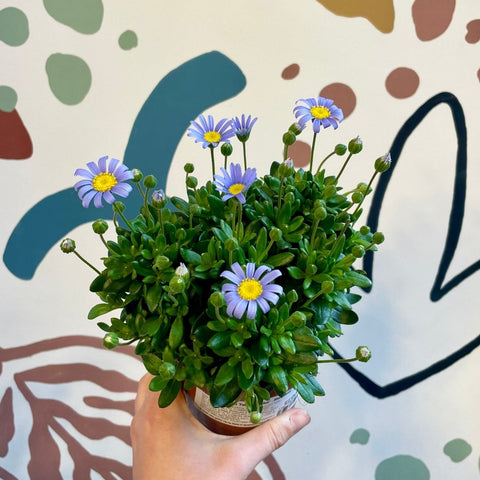 Felicia amelloides ‘Felicitara Blue’ - Blue Daisy - Sprouts of Bristol