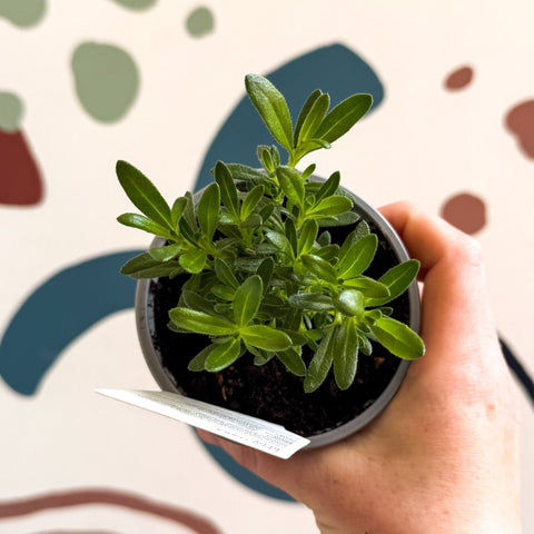Felicia 'Felicitara Blue' - British Grown - Sprouts of Bristol