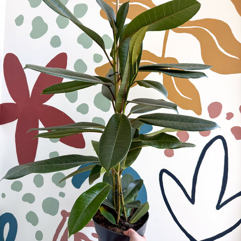 Ficus americana 'Tresor' - Sprouts of Bristol