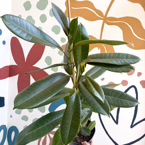 Ficus americana 'Tresor' - Sprouts of Bristol