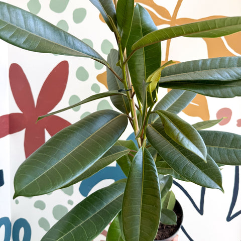 Ficus americana 'Tresor' - Sprouts of Bristol