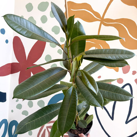 Ficus americana 'Tresor' - Sprouts of Bristol