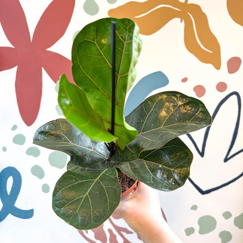 Ficus lyrata - Fiddle - Leaf Fig - Sprouts of Bristol