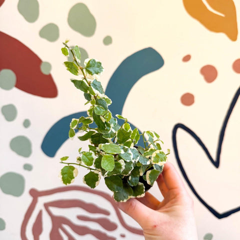 Ficus pumila 'Bellus' - Creeping Fig - Sprouts of Bristol