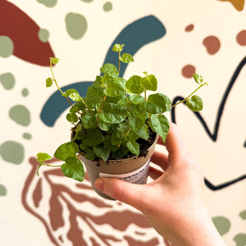 Ficus pumila 'Green Sunny' - Creeping Fig - Sprouts of Bristol