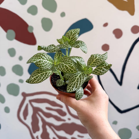 Fittonia verschaffeltii 'White Angel' - Sprouts of Bristol