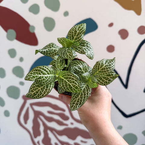 Fittonia verschaffeltii 'White Angel' - Sprouts of Bristol