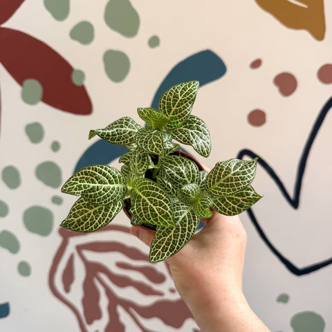 Fittonia verschaffeltii 'White Angel' - Sprouts of Bristol
