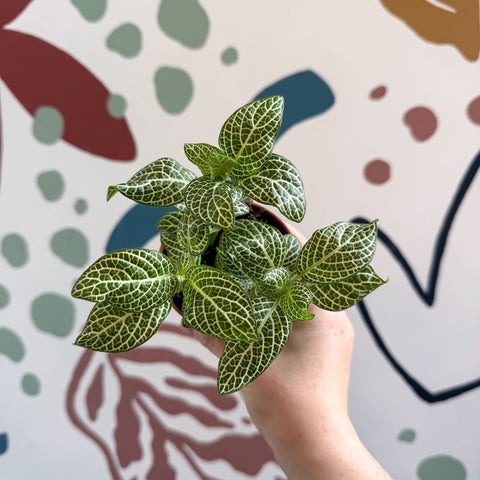 Fittonia verschaffeltii 'White Angel' - Sprouts of Bristol