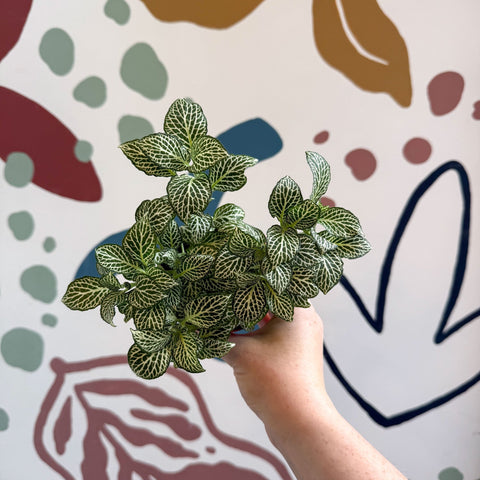 Fittonia verschaffeltii 'White Joly Josan' - Sprouts of Bristol