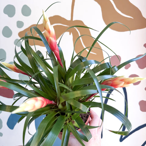 Flaming Sword Bromeliad - Vriesea 'Shannon' - Sprouts of Bristol