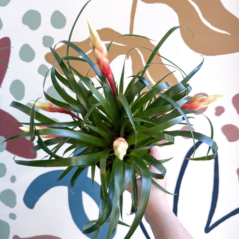 Flaming Sword Bromeliad - Vriesea 'Shannon' - Sprouts of Bristol