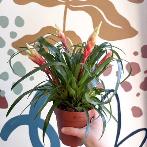 Flaming Sword Bromeliad - Vriesea 'Shannon' - Sprouts of Bristol