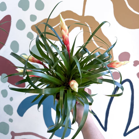 Flaming Sword Bromeliad - Vriesea 'Shannon' - Sprouts of Bristol
