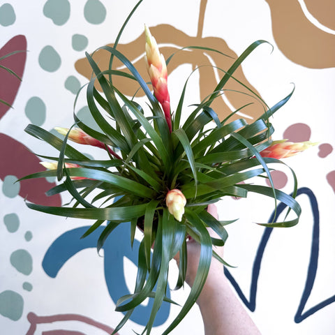 Flaming Sword Bromeliad - Vriesea 'Shannon' - Sprouts of Bristol