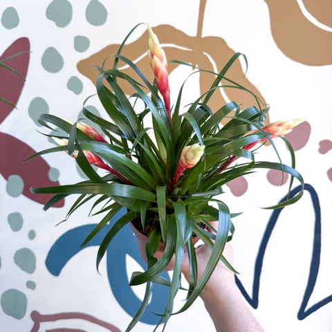 Flaming Sword Bromeliad - Vriesea 'Shannon' - Sprouts of Bristol
