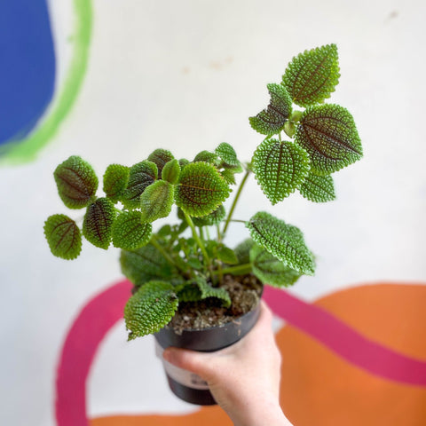 Friendship Plant - Pilea 'Moon Valley' - Sprouts of Bristol