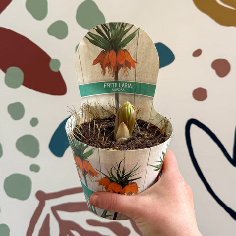 Fritillaria imperialis 'Aurora' - Orange Crown Imperial - Sprouts of Bristol