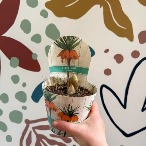 Fritillaria imperialis 'Aurora' - Orange Crown Imperial - Sprouts of Bristol