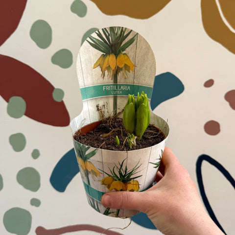 Fritillaria imperialis 'Lutea' - Yellow Crown Imperial - Sprouts of Bristol