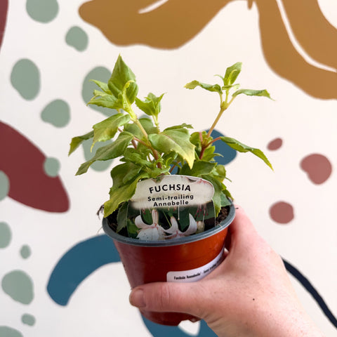 Fuchsia 'Annabelle' - Semi - trailing Fuchsia - British Grown - Sprouts of Bristol