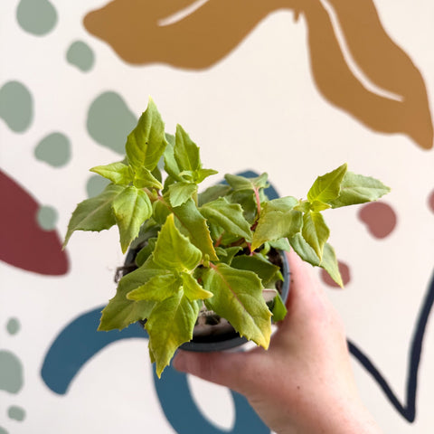 Fuchsia 'Annabelle' - Semi - trailing Fuchsia - British Grown - Sprouts of Bristol