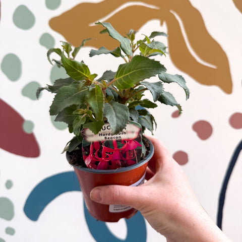 Fuchsia 'Beacon' - Hardy Bush Fuchsia - British Grown - Sprouts of Bristol