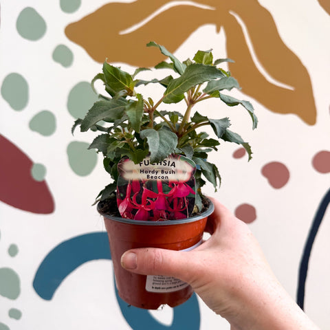 Fuchsia 'Beacon' - Hardy Bush Fuchsia - British Grown - Sprouts of Bristol