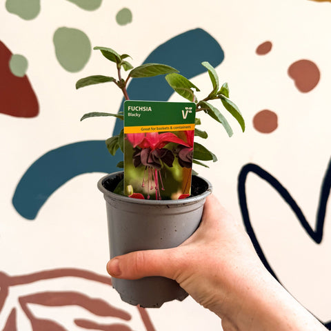 Fuchsia 'Blacky' - British Grown - Sprouts of Bristol