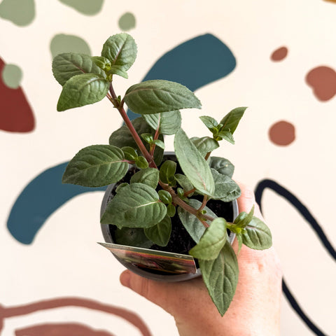 Fuchsia 'Blacky' - British Grown - Sprouts of Bristol