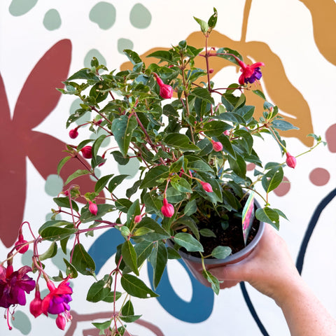 Fuchsia 'Dollar Princess' - Bush Fuchsia - British Grown - Sprouts of Bristol