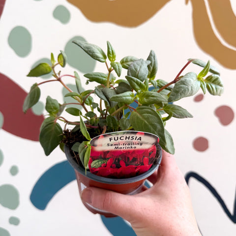 Fuchsia 'Marinka' - Semi - trailing Fuchsia - British Grown - Sprouts of Bristol