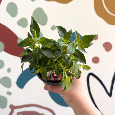Fuchsia 'Patio Princess' - Upright Fuchsia - British Grown - Sprouts of Bristol