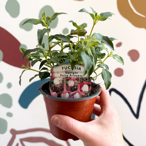 Fuchsia 'Patio Princess' - Upright Fuchsia - British Grown - Sprouts of Bristol
