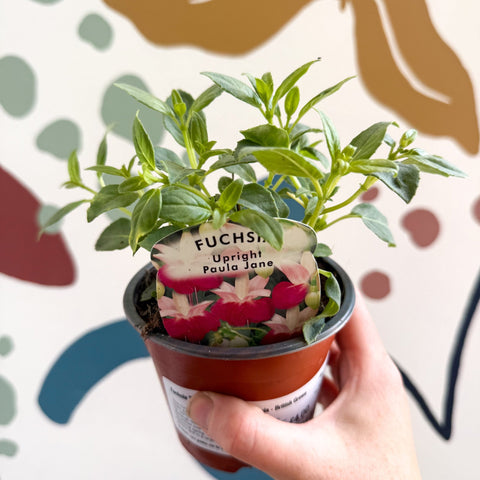Fuchsia 'Paula Jane' - Upright Fuchsia - British Grown - Sprouts of Bristol