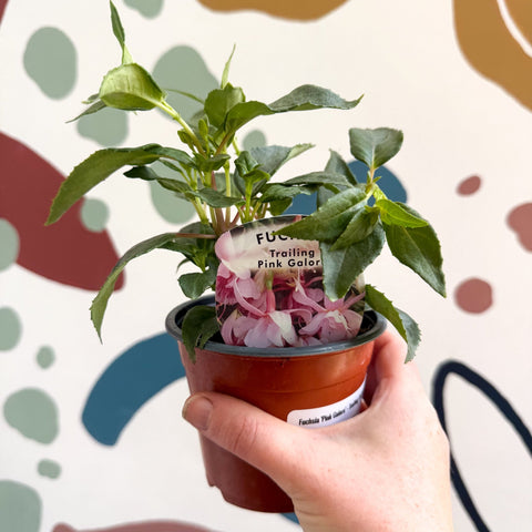 Fuchsia 'Pink Galore' - Trailing Fuchsia - British Grown - Sprouts of Bristol
