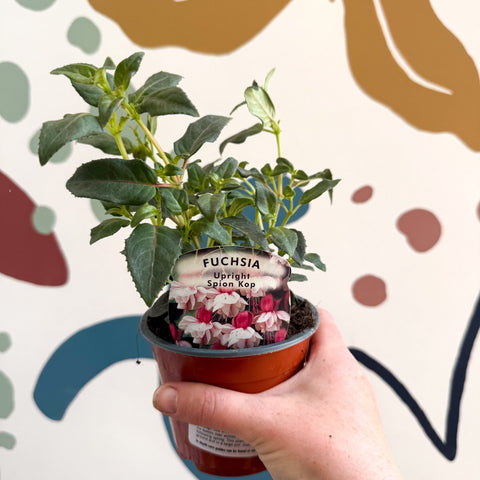 Fuchsia 'Spion Kop' - Upright Fuchsia - British Grown - Sprouts of Bristol