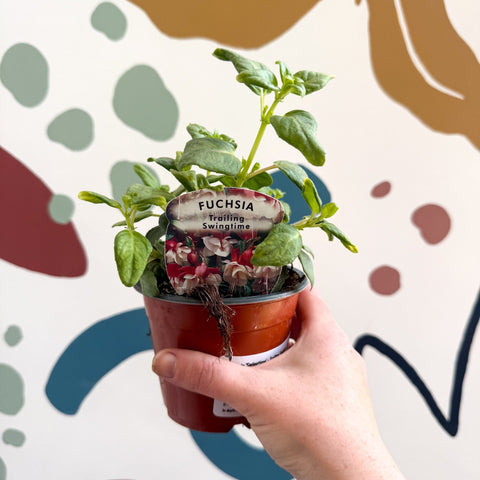 Fuchsia 'Swingtime' - Trailing Fuchsia - British Grown - Sprouts of Bristol