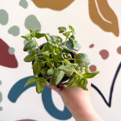 Fuchsia 'Swingtime' - Trailing Fuchsia - British Grown - Sprouts of Bristol