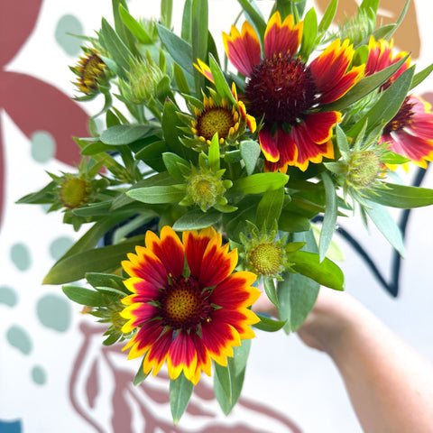 Gaillardia aristata 'Sunrita Red Yellow Tip' - Blanket Flower - British Grown - Sprouts of Bristol