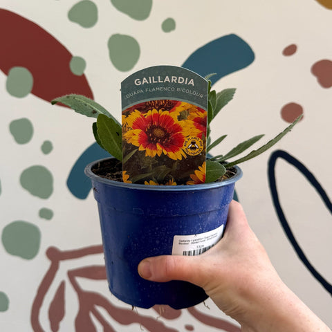 Gaillardia × grandiflora 'Guapa Flamenco Bicolour' - Blanket Flower - British Grown - Sprouts of Bristol