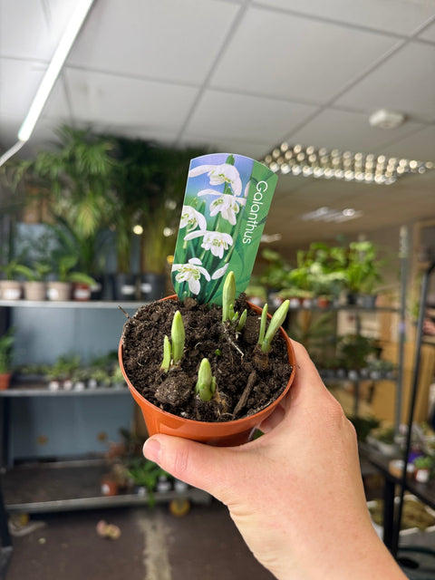 Galanthus elwesii - Potted Double Snowdrop Bulbs - Sprouts of Bristol