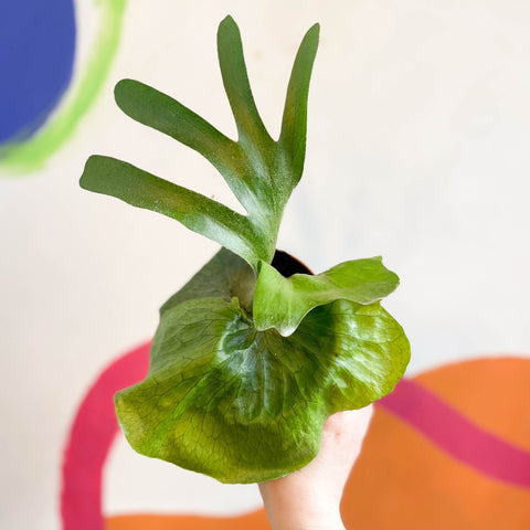 Giant Staghorn Fern - Platycerium superbum - Sprouts of Bristol