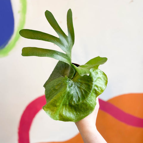 Giant Staghorn Fern - Platycerium superbum - Sprouts of Bristol