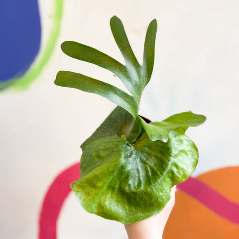 Giant Staghorn Fern - Platycerium superbum - Sprouts of Bristol