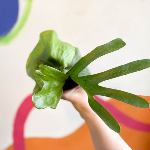 Giant Staghorn Fern - Platycerium superbum - Sprouts of Bristol