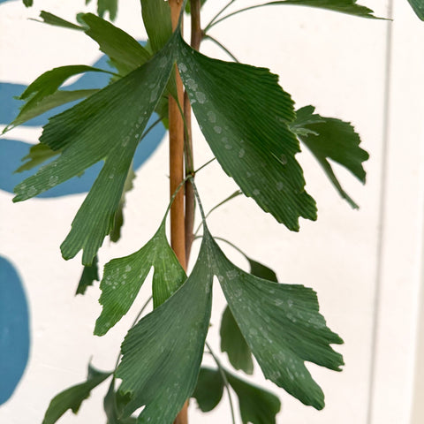 Ginkgo biloba - Maidenhair Tree - Sprouts of Bristol