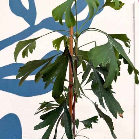 Ginkgo biloba - Maidenhair Tree - Sprouts of Bristol