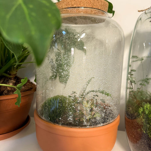 Glass Terracotta Hurricane - Bioactive Terrarium - Sprouts of Bristol